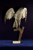 藏品(東方澤鵟)的圖片